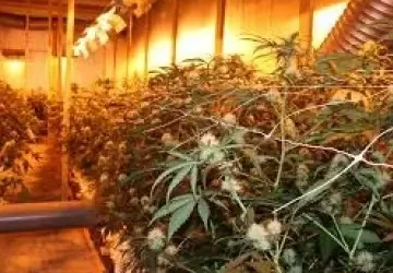 Ben je als verhuurder verplicht een huurwoning te controleren op hennepteelt?